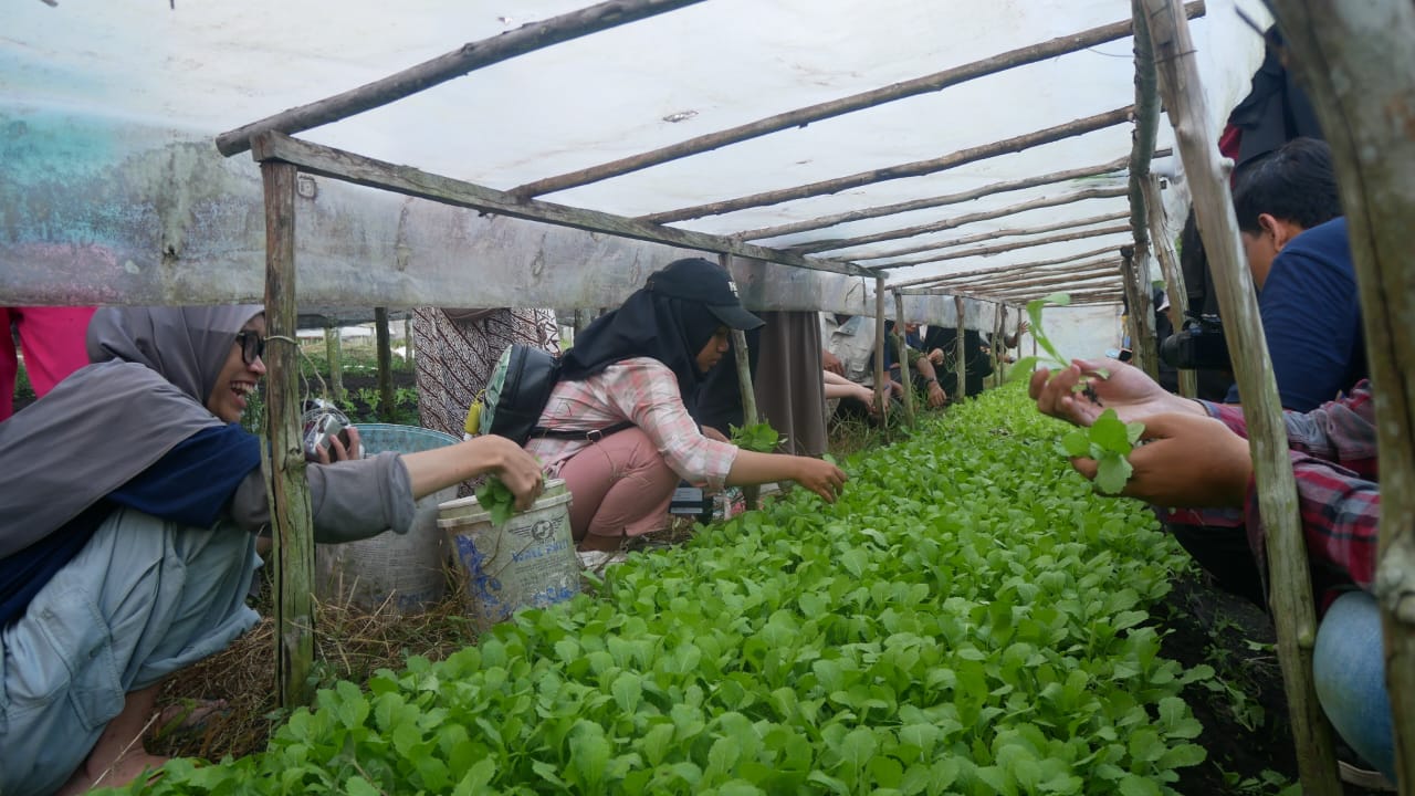 Aktifitas wisata edukasi menanam bibit sayur