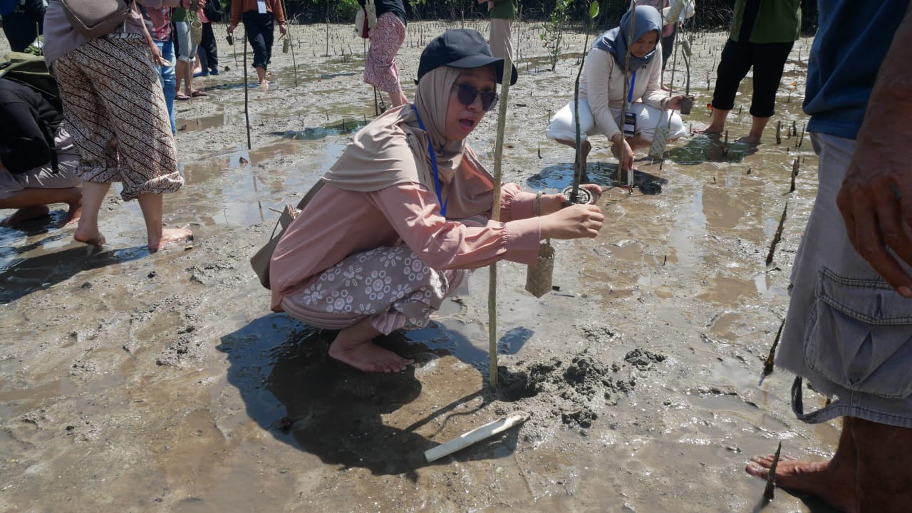 Aktifitas menanam bibit mangrove