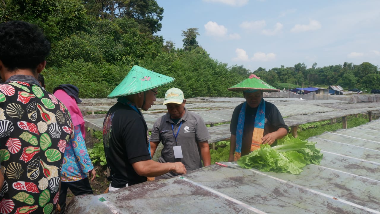 Para Juri melakukan aktifitas panen sayur di agrowisata Desa Wisata Kreatif Terong Belitung