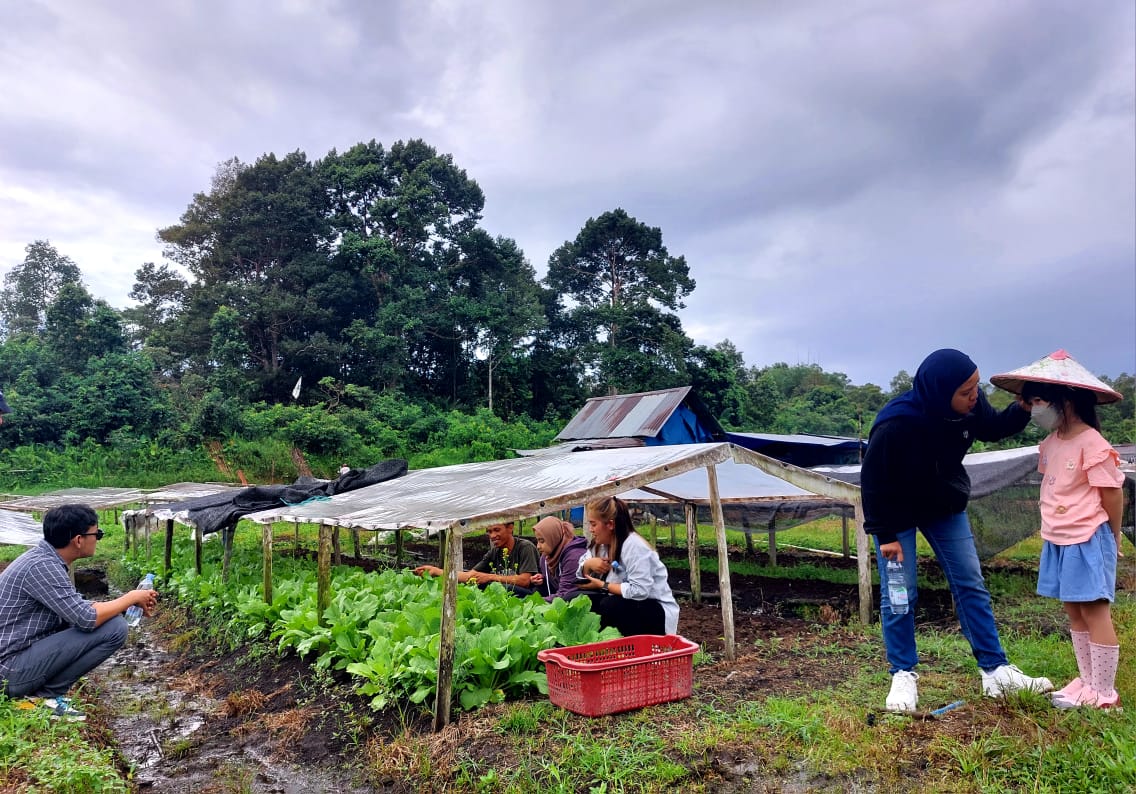 Wisata Petik Sayur, Aktifitas Yang Mampu Membuat Wisatawan Kembali (Reapeat) Ke Desa Wisata Kreatif Terong