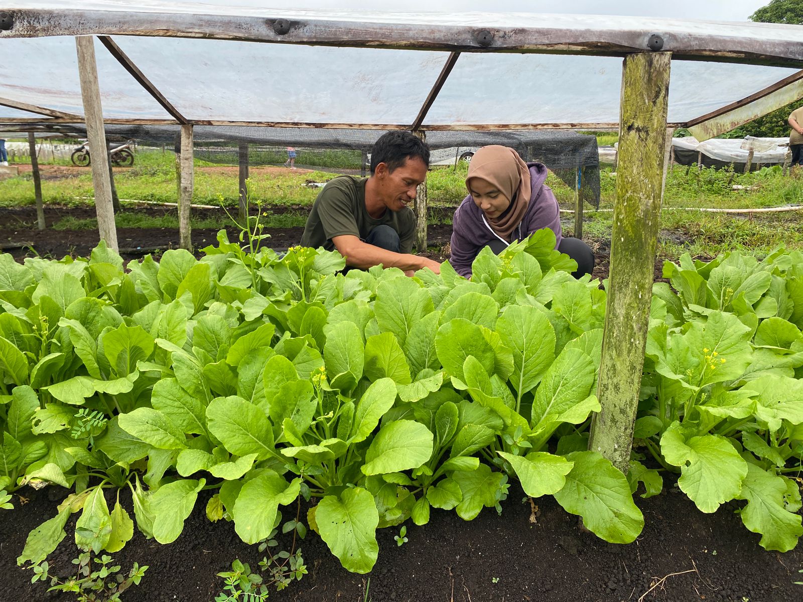 Salah satu pengelola Agrowisata sedang mengajari wisatawan cara petik sayur yang baik dan benar