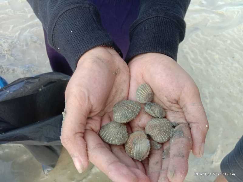 Keremis. salah satu kekayaan seafood yang ada di Pantai Desa Wisata Kreatif Terong