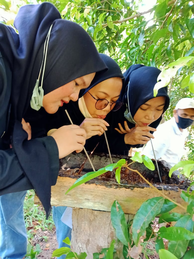 Sedang Mencoba Paket Wisata Menghisap Madu Trigona Langsung Dari Sarangnya