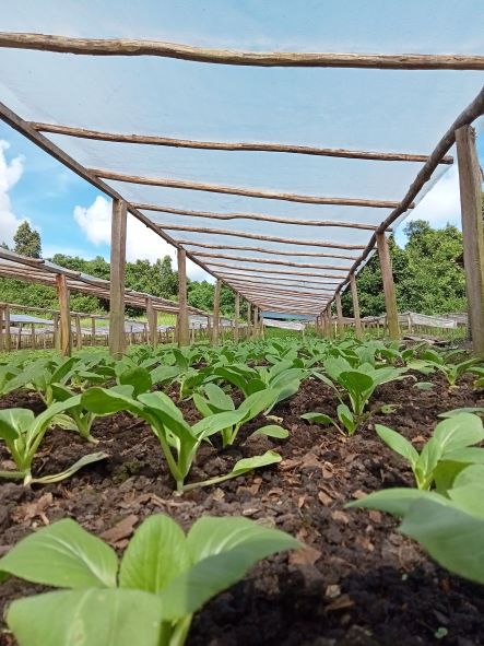 Sayur sawi berumur satu minggu di agrowisata