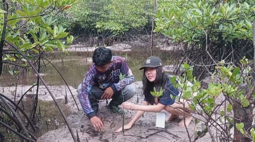 Edukasi menanam bibit mangrove di Desa Wisata Kreatif Terong Belitung