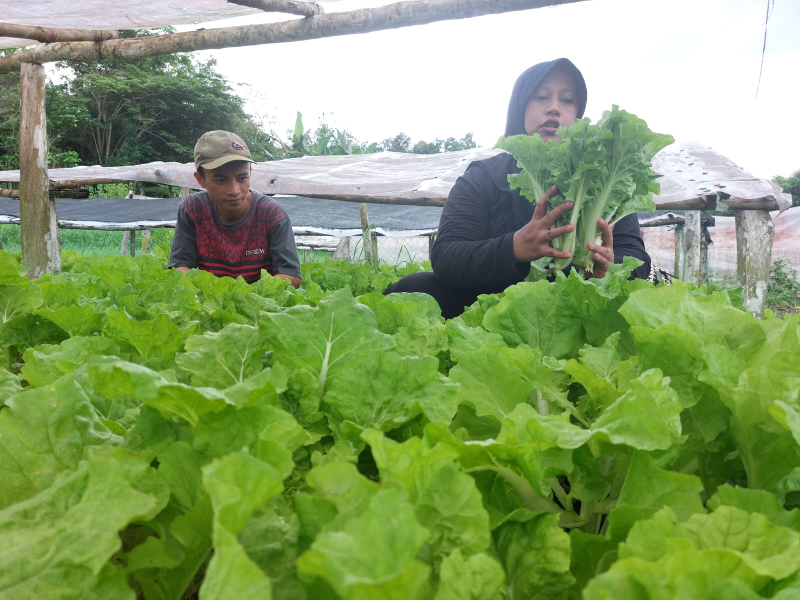 Interaksi wisatawan dengan warga lokal saat kegiatan wisata petik sayur.