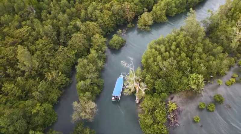 Kawasan hutan mangrove dan sungai yang ada di Desa Wisata Kreatif Terong Belitung