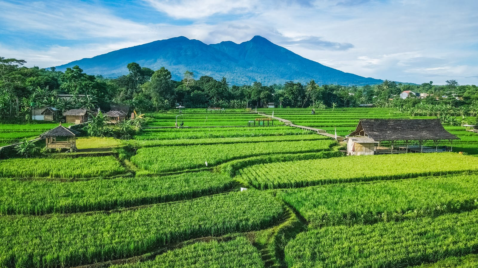 Lanscape Desa Wisata Mulyaharja Bogor dengan lanscape sawah organik dan Gunung Salak yang sangat melegenda.