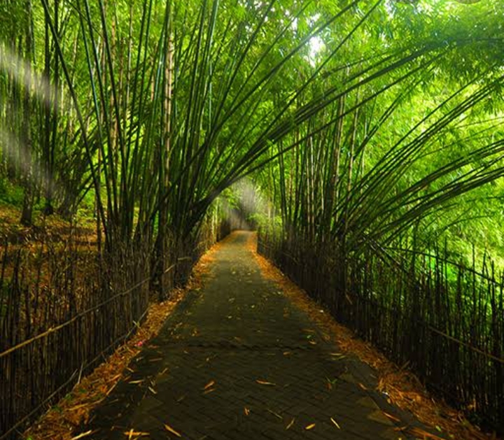 Kawasan hutan bambu di Desa Wisata Sanankerto Malang Surabaya.