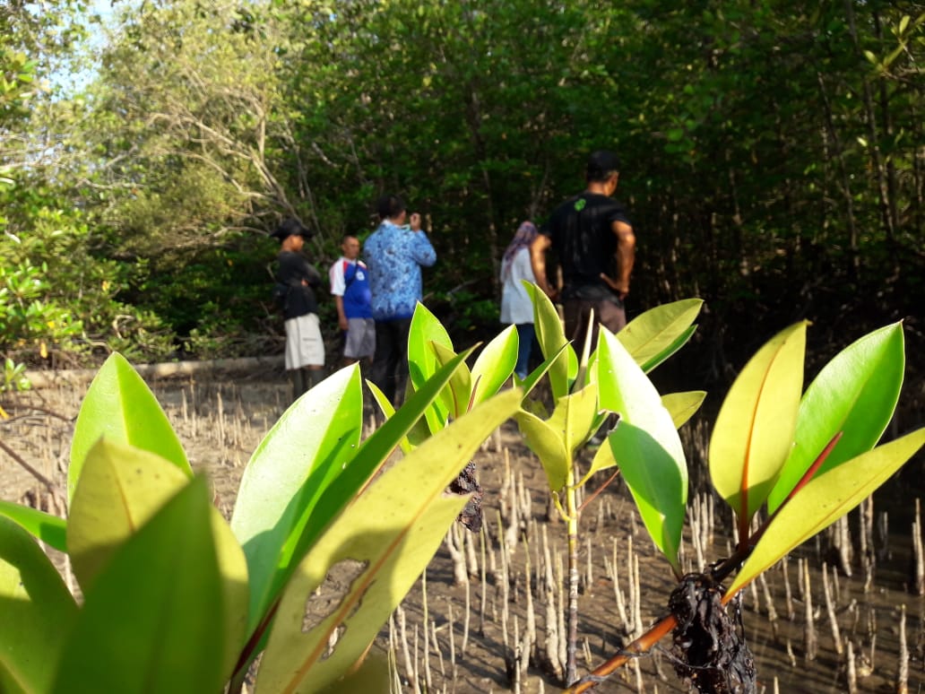 Cek lokasi mangrove