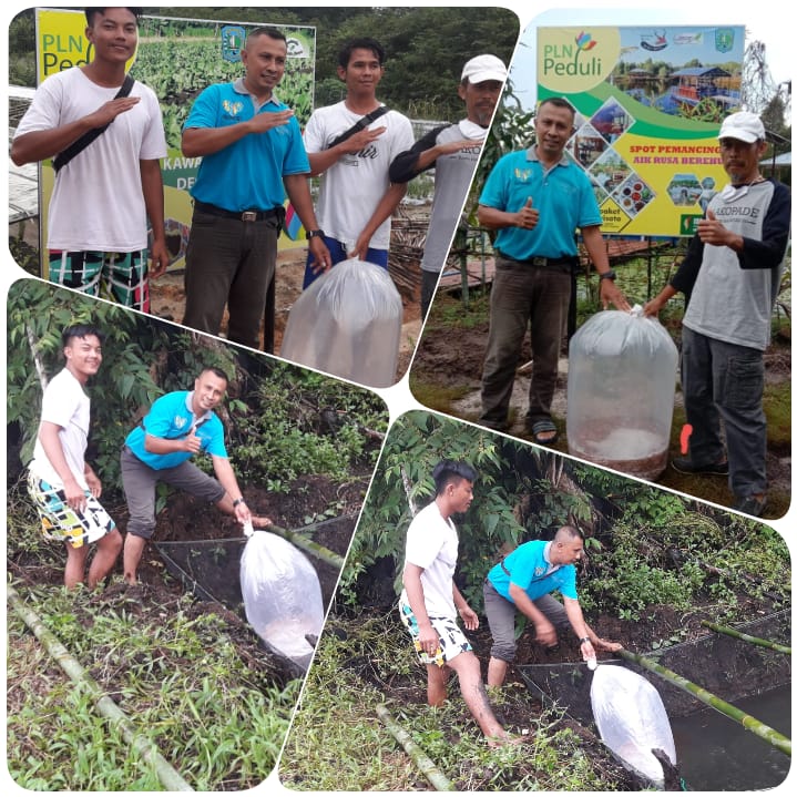 Program PLN Peduli Tebar Bibit Ikan Nila Di Desa Wisata Kreatif Terong